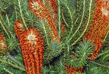 Банксия ярко-красная Banksia benthamiana 