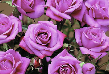 Роза Rósa Lavender Sunblaze 