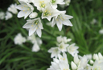 Декоративный лук или Аллиум зебданский Allium zebdanense 