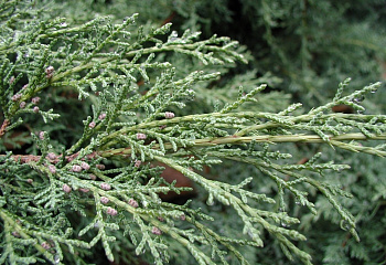 Можжевельник Juníperus Мontana 