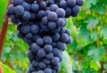 Виноград винный Vitis vinifera  Nebbiolo