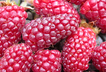 Ежевика Rubus Medana Tayberry