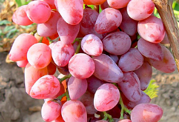 Виноград плодовый Vitis vinifera Гурман лакомка