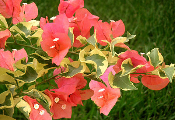 Бугенвиллия или Бумажный цветок  Bougainvillea Salmon Variegata 