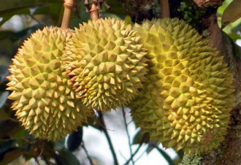 Дуриан цибетиновый или Король фруктов Durio zibethinus Monthong 