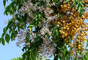 Мелия азедарах или Чёточное дерево Melia azedarach  