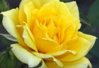 Роза Rósa Yellow Doll 