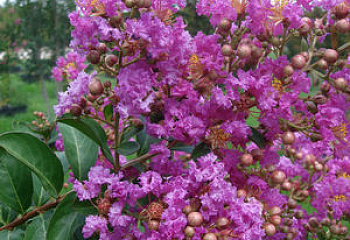 Лагерстремия или Сирень индийская Lagerstroemia Lilac purple 