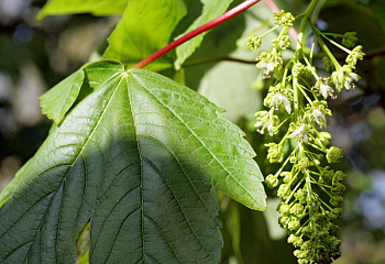 Клён ложноплатановый Acer pseudoplatanus Erectum 