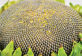 Подсолнечник Sunflower Sun Spot Dwarf Cola Sunflower 