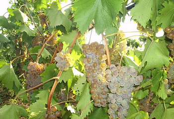 Виноград винный Vitis vinifera Rkatsiteli