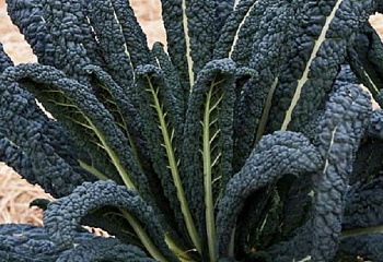 Капуста листовая Кале Kale Black Magic 