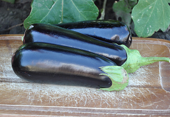 Баклажан Eggplant Anatolia F1 