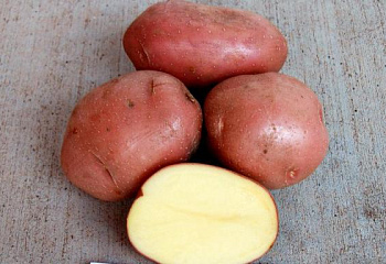 Картофель Potato Bellaroza 