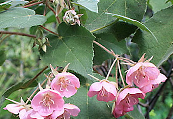 Домбея или Гортензия тропическая Dombeya Pink Dombeya 
