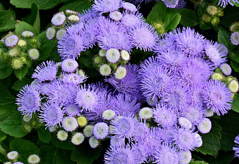 Агератум или Долгоцветка Ageratum Leilani Blue 