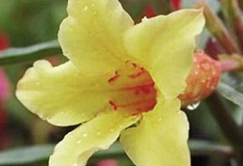 Адениум или Пустынная роза  Adenium Yellow Mahamongkol 