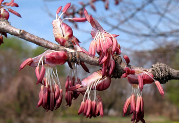 Парротия персидская или Железное дерево Parrotia persica 