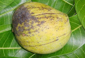 Манго Mango indica Bombay 