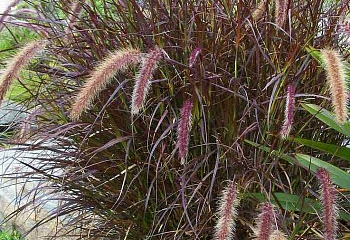 Пеннисетум лисохвостный Pennisetum alopecuroides Rubrum 