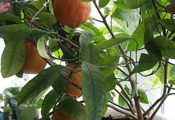 Апельсиновое дерево Orange Tree Павловский 