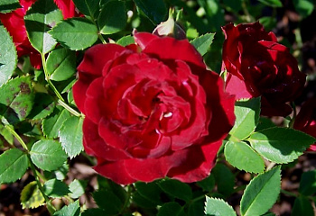 Роза Rósa Red Cascade 