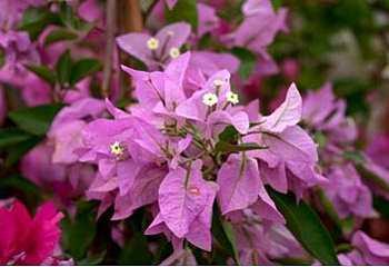 Бугенвиллия или Бумажный цветок  Bougainvillea Spectabilis Pink 