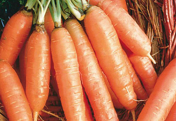 Морковь Carrot Scarlet Nantes 