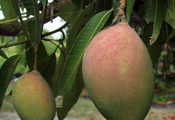 Манго Mango indica Pickering 