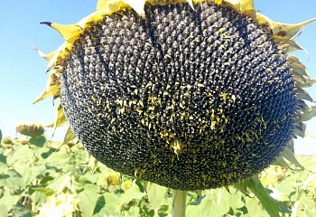 Подсолнечник Sunflower Primi 