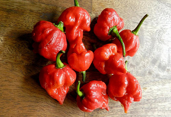 Перец острый Hot pepper Trinidad Douglah Red 