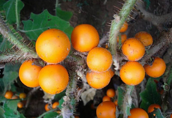 Наранхилла или Томат апельсиновый Solanum quitoense 
