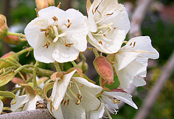 Домбея или Гортензия тропическая Dombeya Wild Pear 