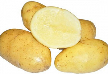 Картофель Potato Rumba 
