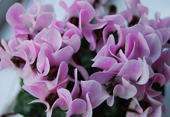 Цикламен Cýclamen Violet Cattleya 