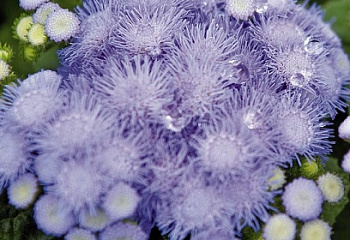 Агератум или Долгоцветка Ageratum Pearl Blue 