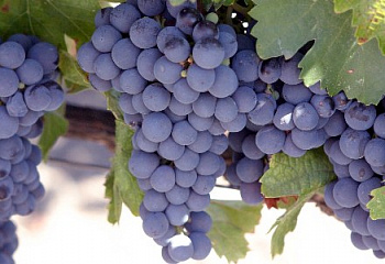 Виноград винный Vitis vinifera Malbec