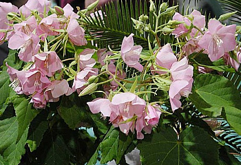 Домбея или Тропическая гортензия Dombeya Mahot Rose 