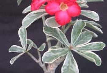 Адениум или Пустынная роза Adenium White Variegata 