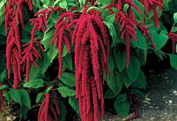 Амарант Amaranthus Flaming Fountains 
