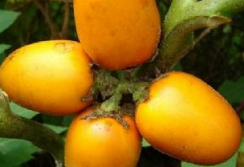 Кокона амазонская или Яблоко Ориноко или Томат персиковый Solanum sessiliflorum 