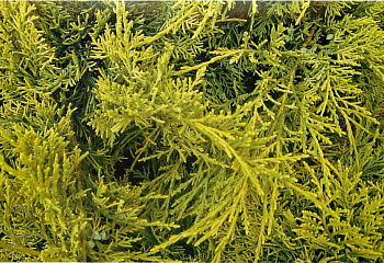 Можжевельник Juníperus Golden Spring 