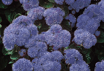 Агератум или Долгоцветка Ageratum Nepttune Blue 