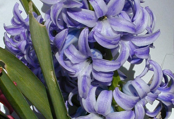 Гиацинт Hyacinthus Perle Brillante 