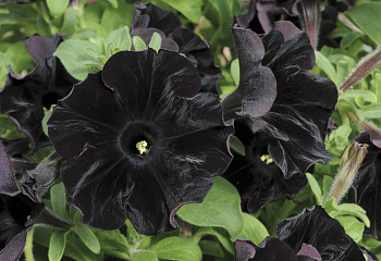 Петуния Petunia Black Velvet 
