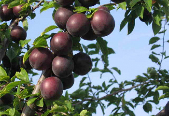 Алыча Prunus divaricataм Глобус