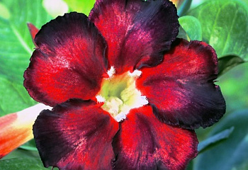 Адениум или Пустынная роза Adenium Black Fire 