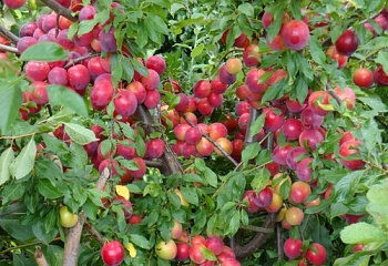 Алыча Prunus divaricataм Золушка