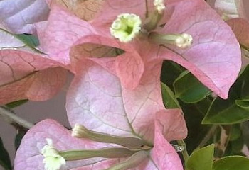 Бугенвиллия или Бумажный цветок  Bougainvillea Species 