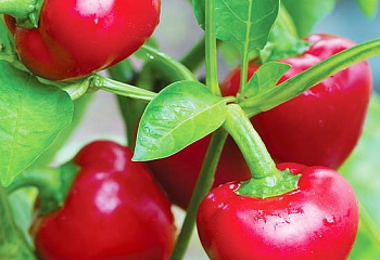 Перец острый Hot pepper Trinidad Small Cherry 